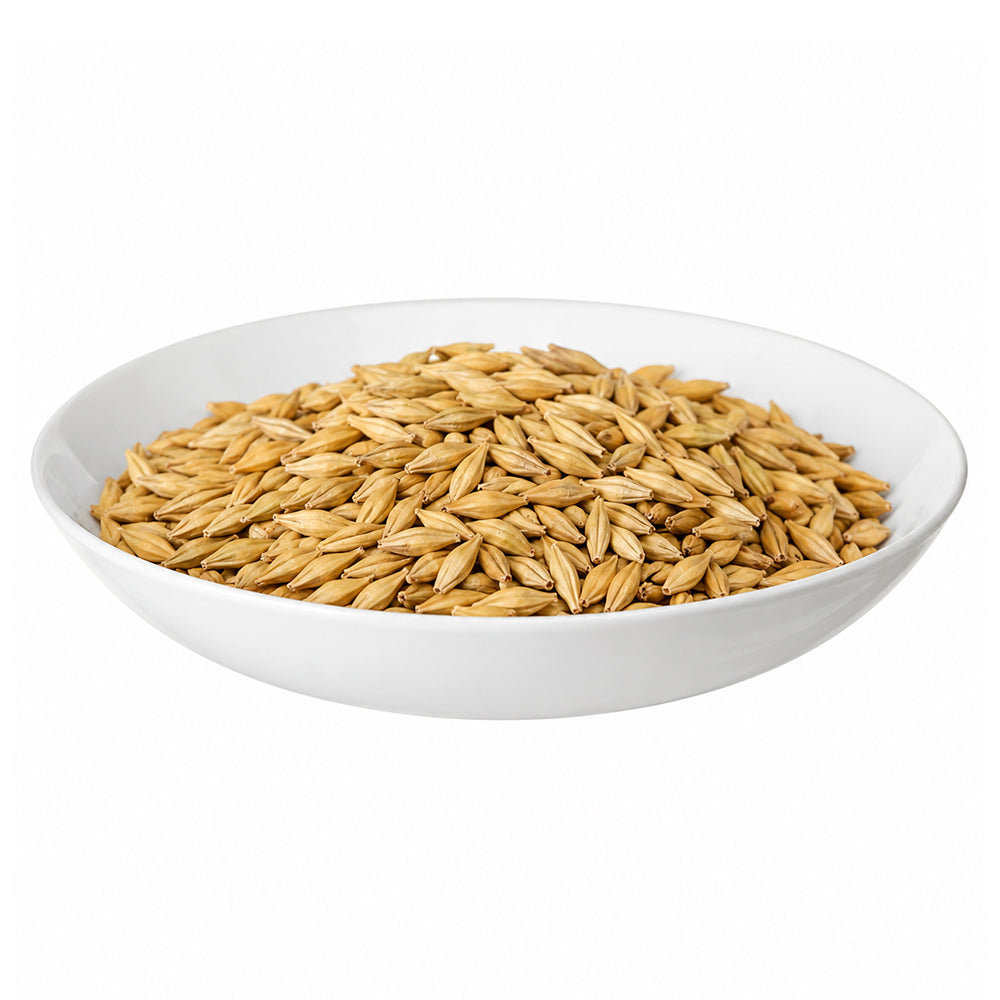Barley (Seeds) (With Husk) - Jau - Yava - Java - Jawa - Hordeum Vulgare