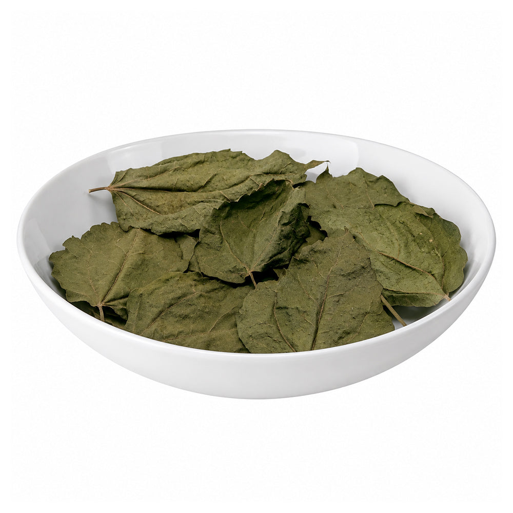 Hibiscus (Leaves) - Gudhal (Patta) - Jaswand - Japa Pushpa - China Rose - Javakusum - Rosa Sinesis