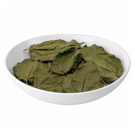 Hibiscus (Leaves) - Gudhal (Patta) - Jaswand - Japa Pushpa - China Rose - Javakusum - Rosa Sinesis